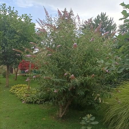 Penzion Sobe Masa Subotica Exteriér fotografie