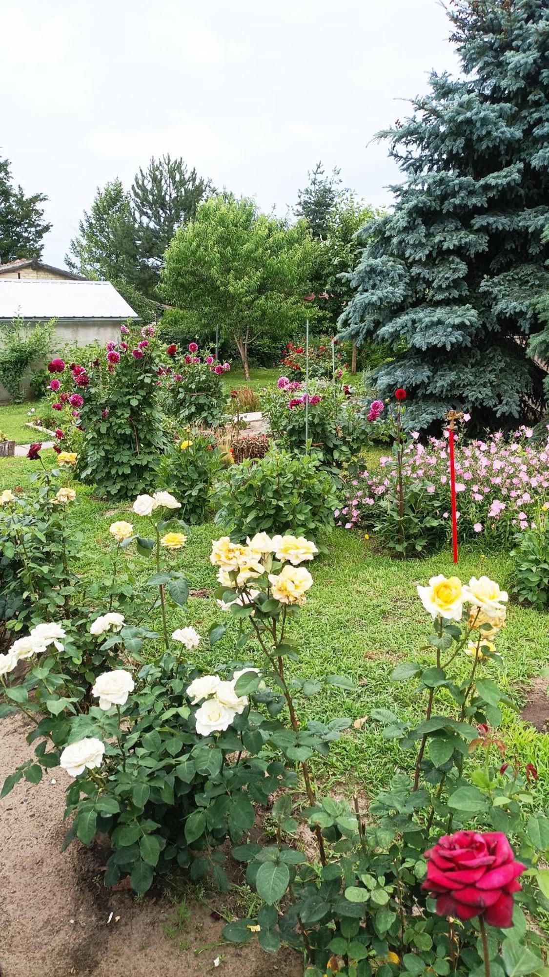 Penzion Sobe Masa Subotica Exteriér fotografie